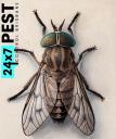 247 Fly Pest Control Brisbane logo